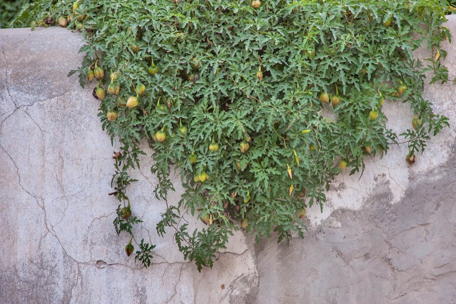 Tomato plant