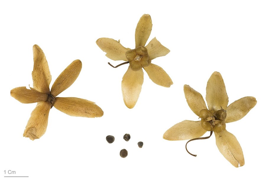 Plukenetia volubilis