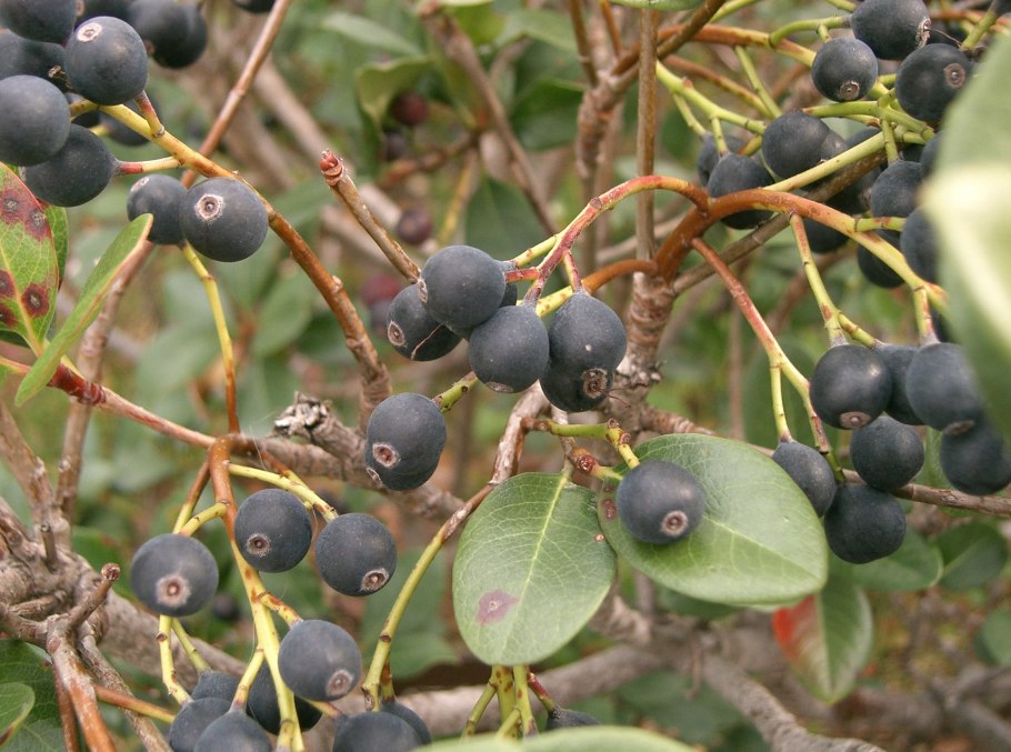 Rhaphiolepis umbellata