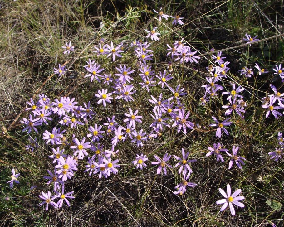 Galatella angustissima
