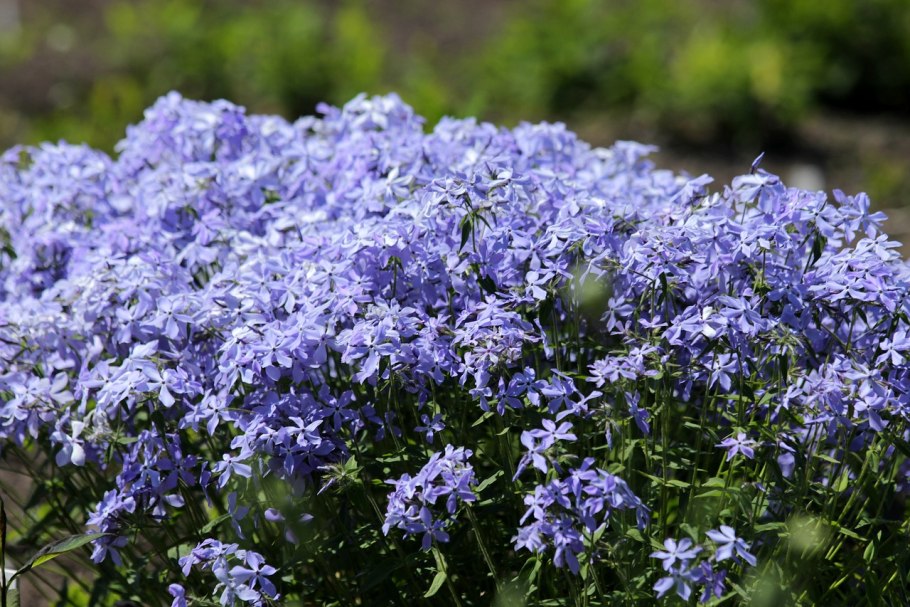 (Galatella villosa Rchb. F.)