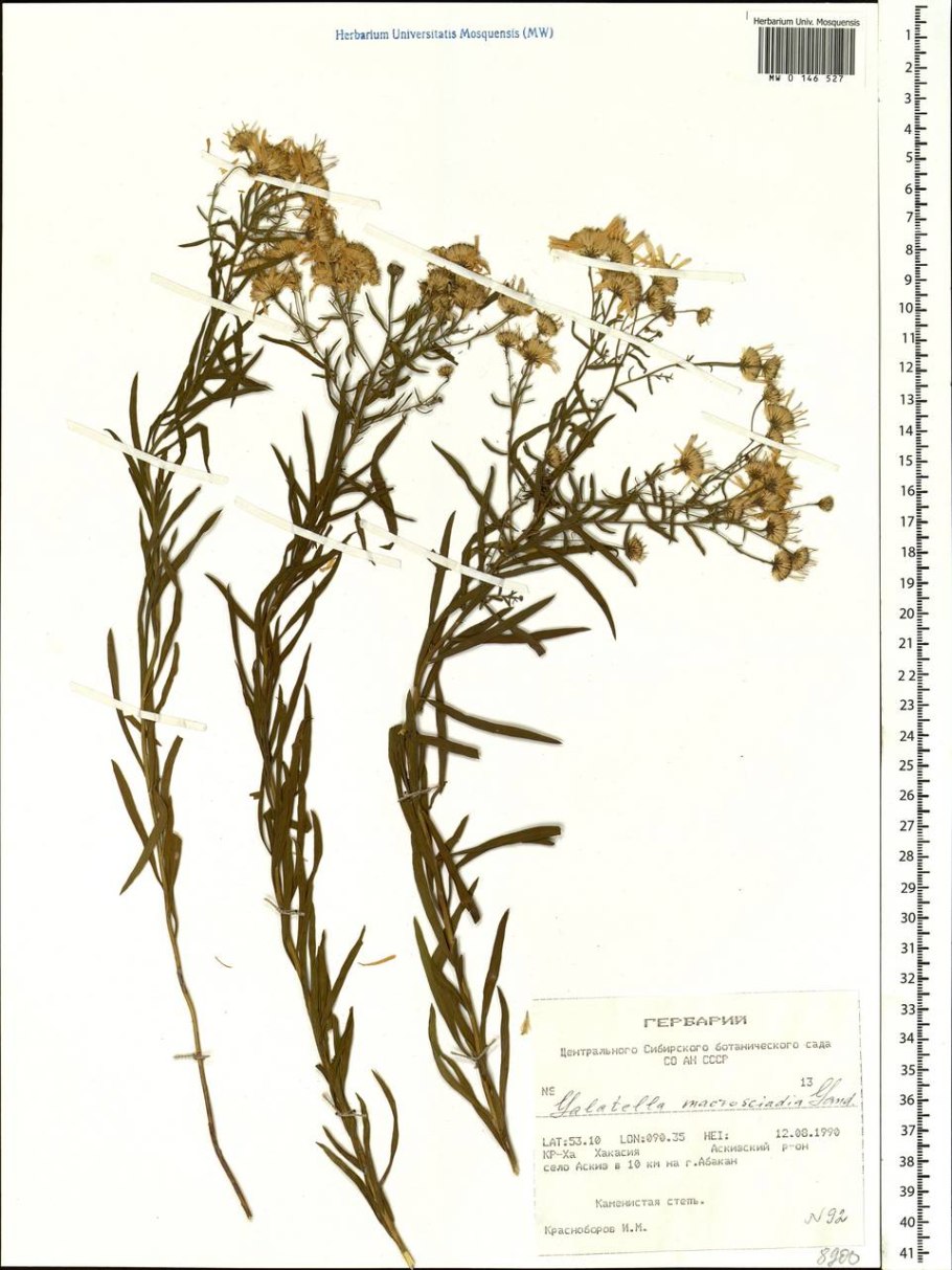 Galatella linosyris