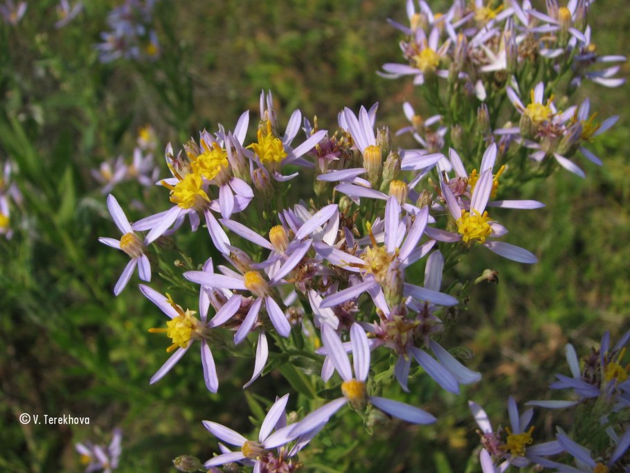 Астра Aster divaricatus
