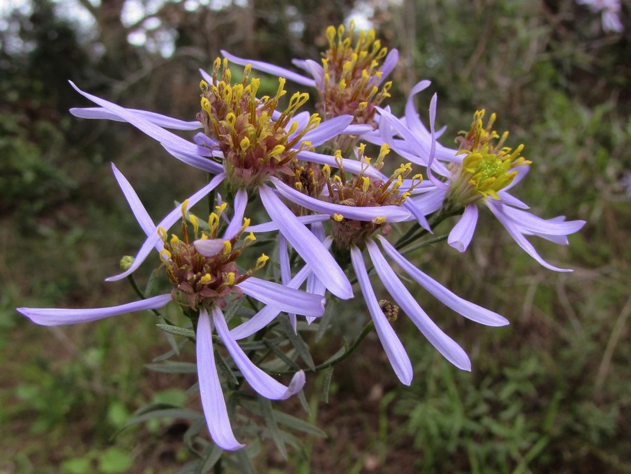 Galatella angustissima