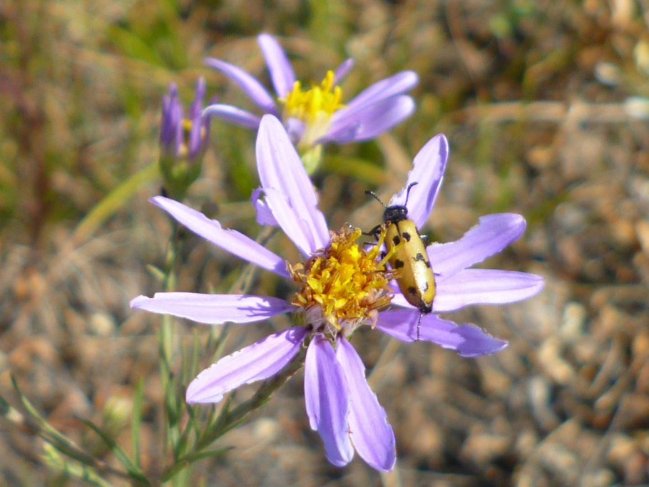 Астра растопыренная (Aster divaricatus