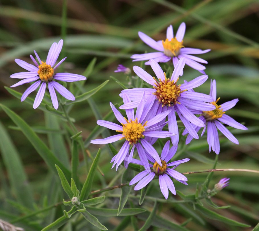 Galatella punctata