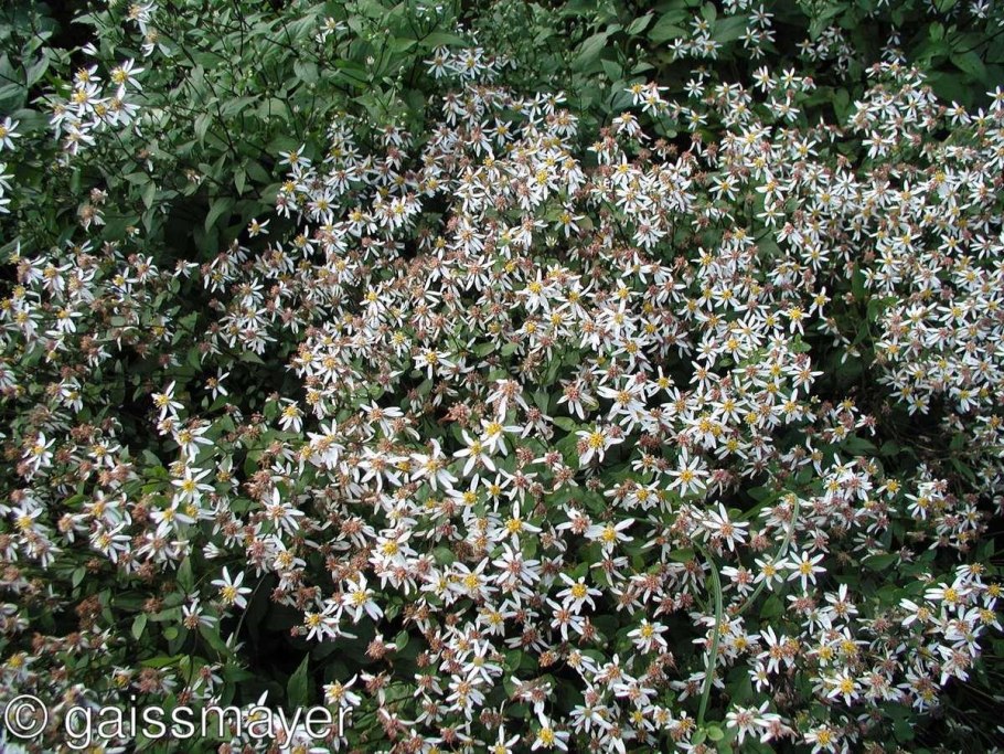 Растение Asteraceae Galatella Rossica Novopokr. - Картинки, рисунки, фото