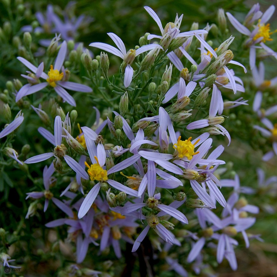 Galatella linosyris