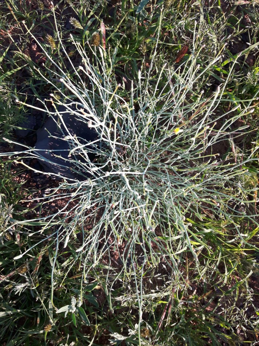 Steppe Flower