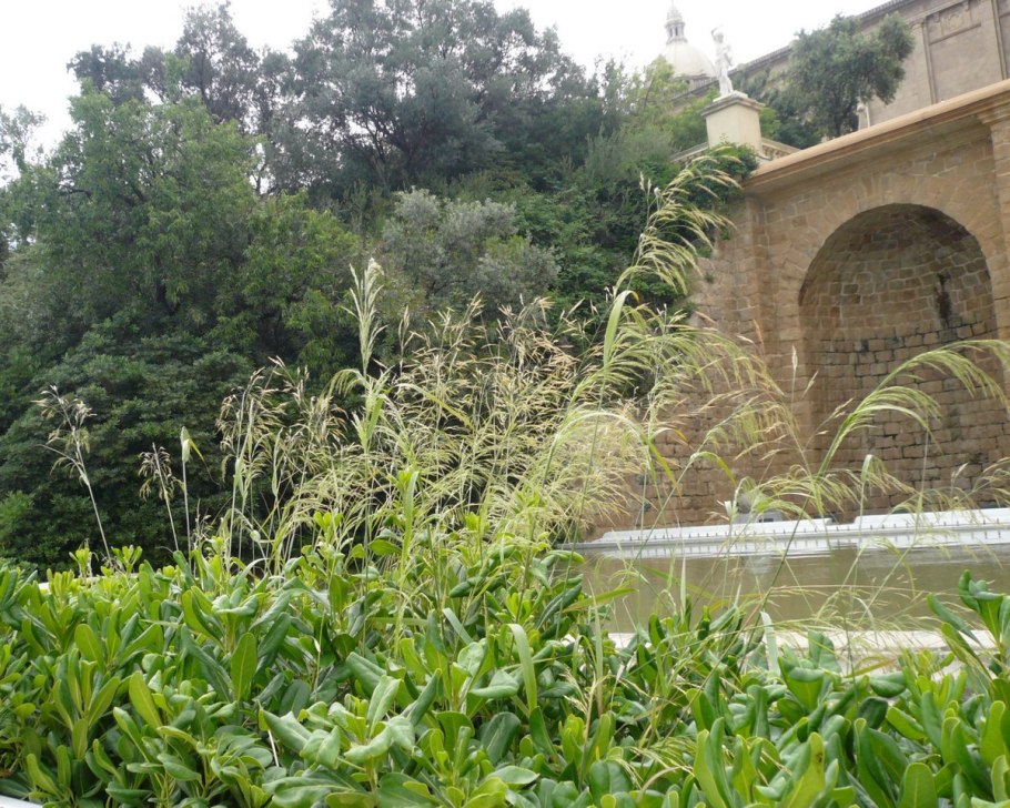 Ковыль вейниковый чий