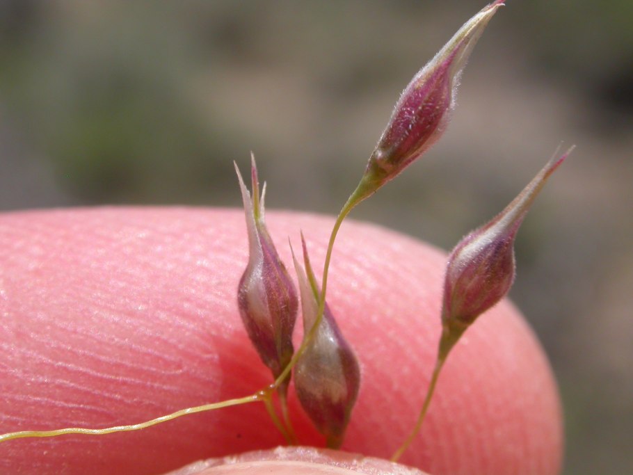 Строение цветка амаранта