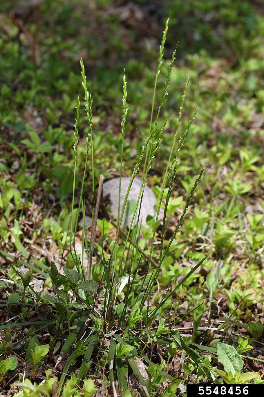 Amphistium Paradoxum