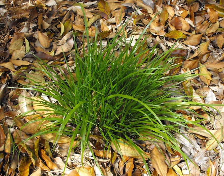 Piptatherum holciforme