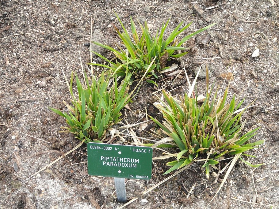 Piptatherum holciforme