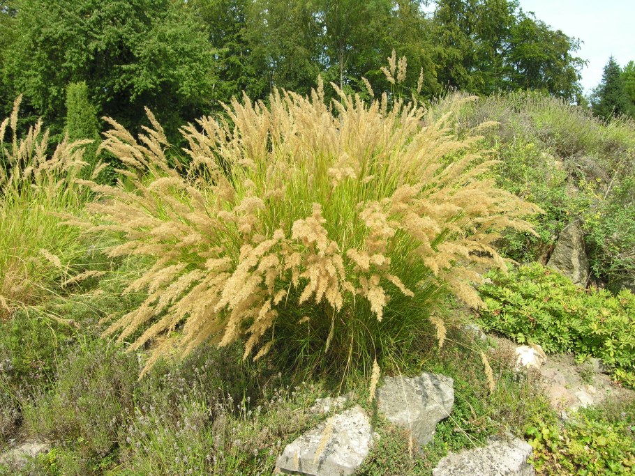 Материнская плата MSI 865gvm2-LS