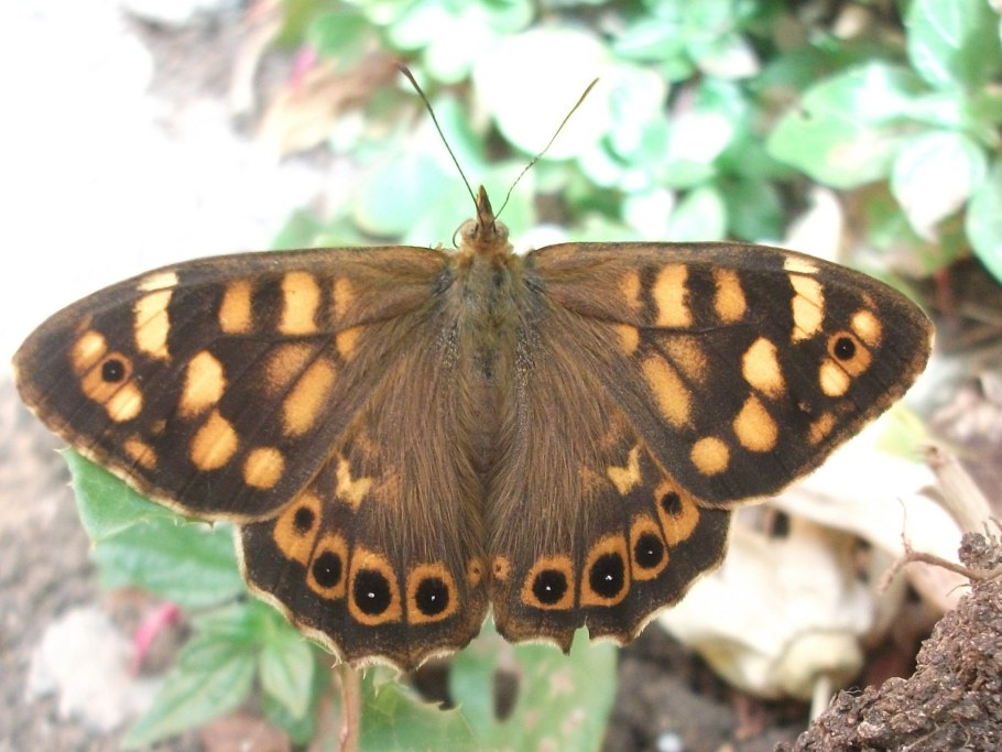 Гоблин Вали США фото