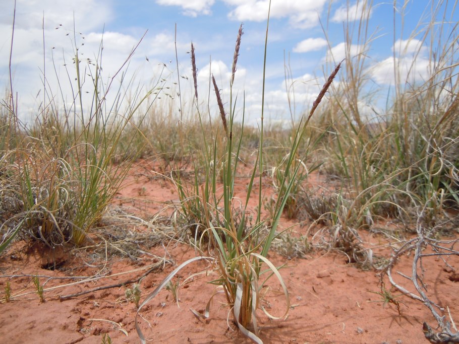 Среднеазиатская степь