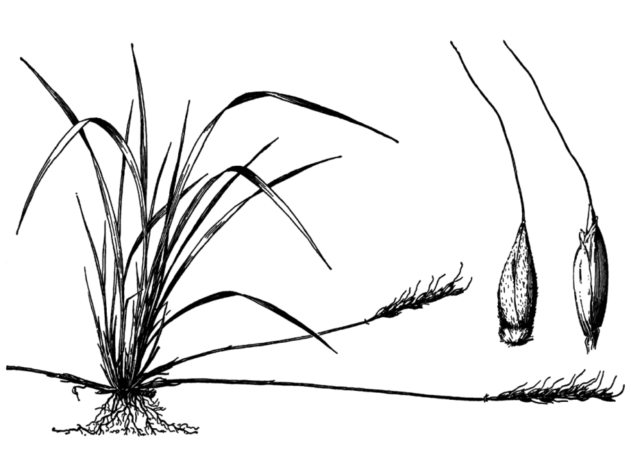 Оризопсис Oryzopsis метельчатый rasemosa