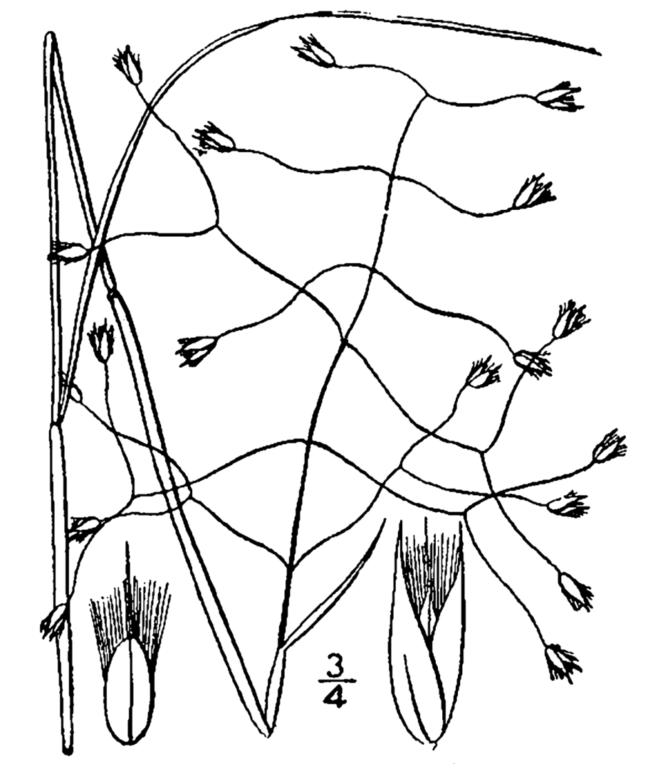 Чий блестящий