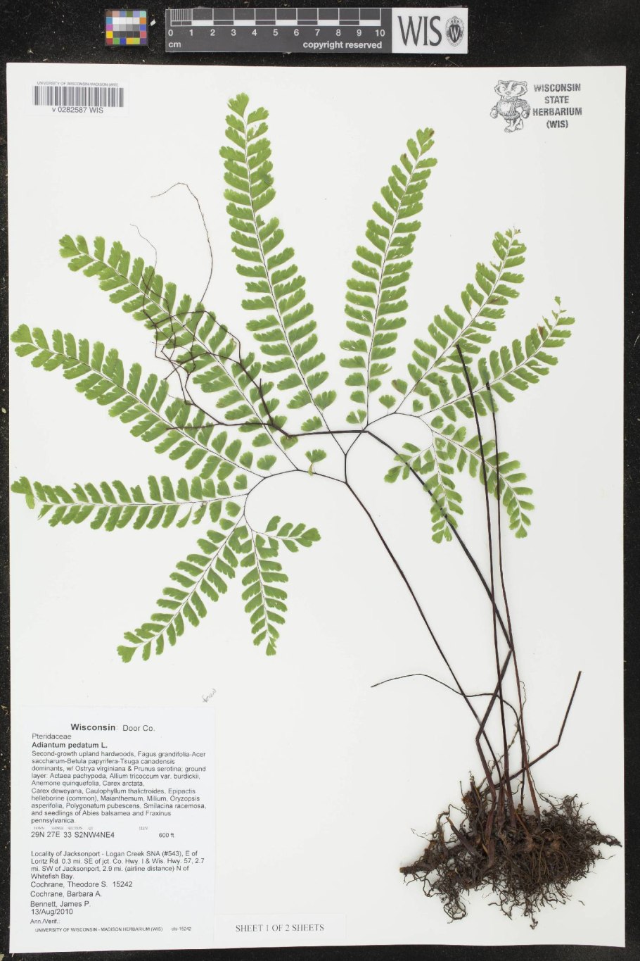 Гипсофила ползучая Альба