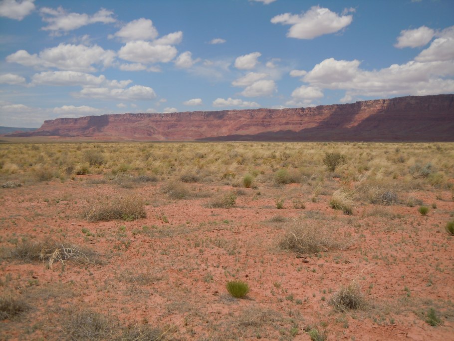 Оризопсис Oryzopsis