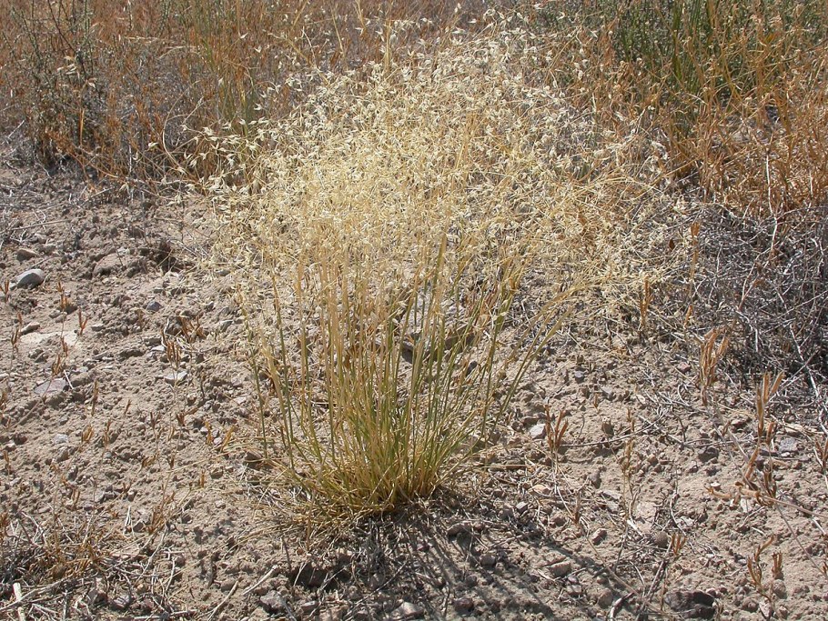 Achnatherum hymenoides