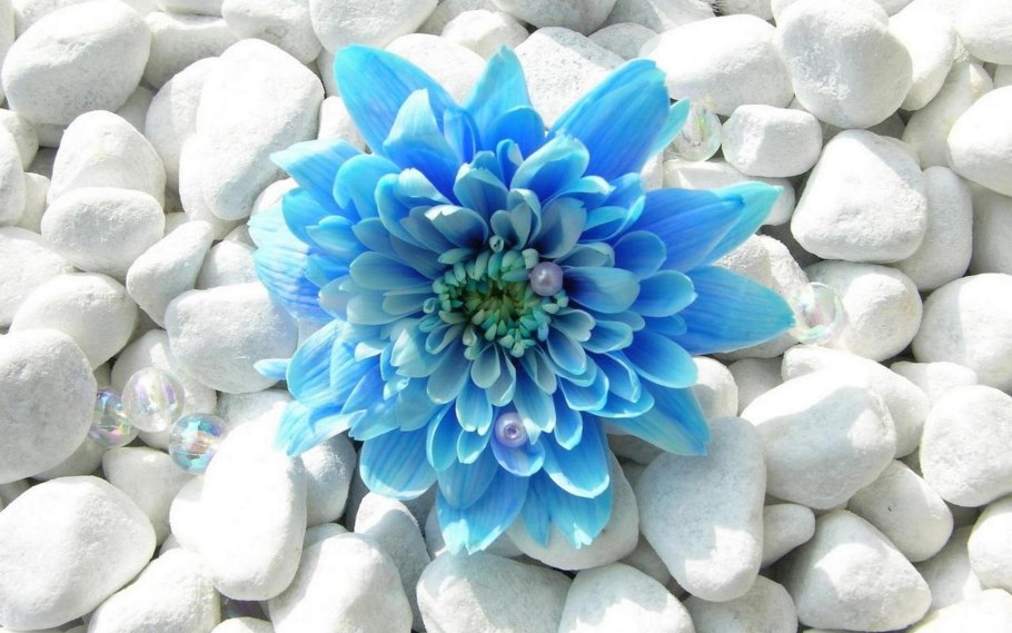 Хавортия аттенуата