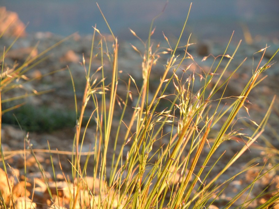 Просо Камышинское