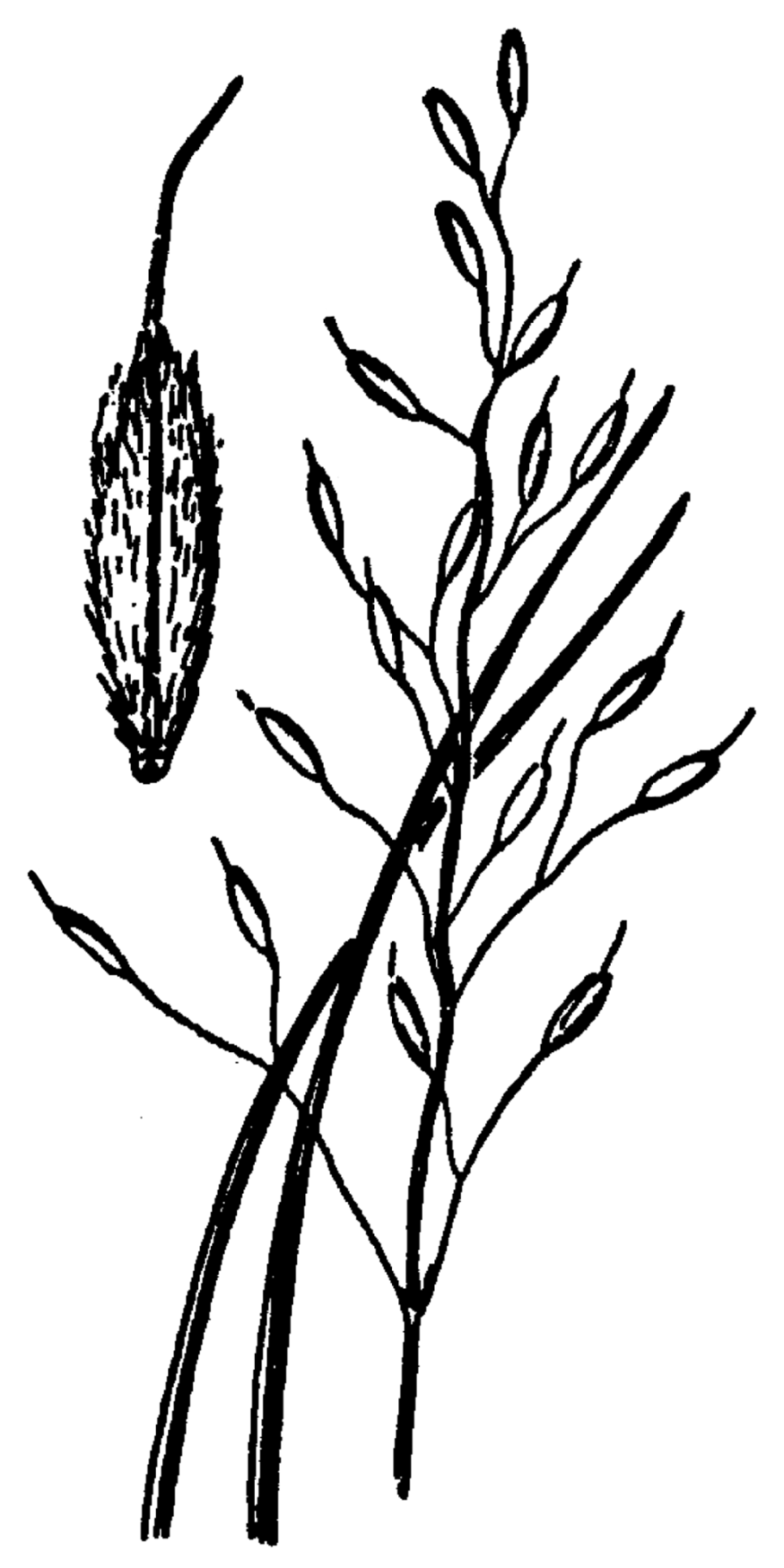Рисунки биологических объектов