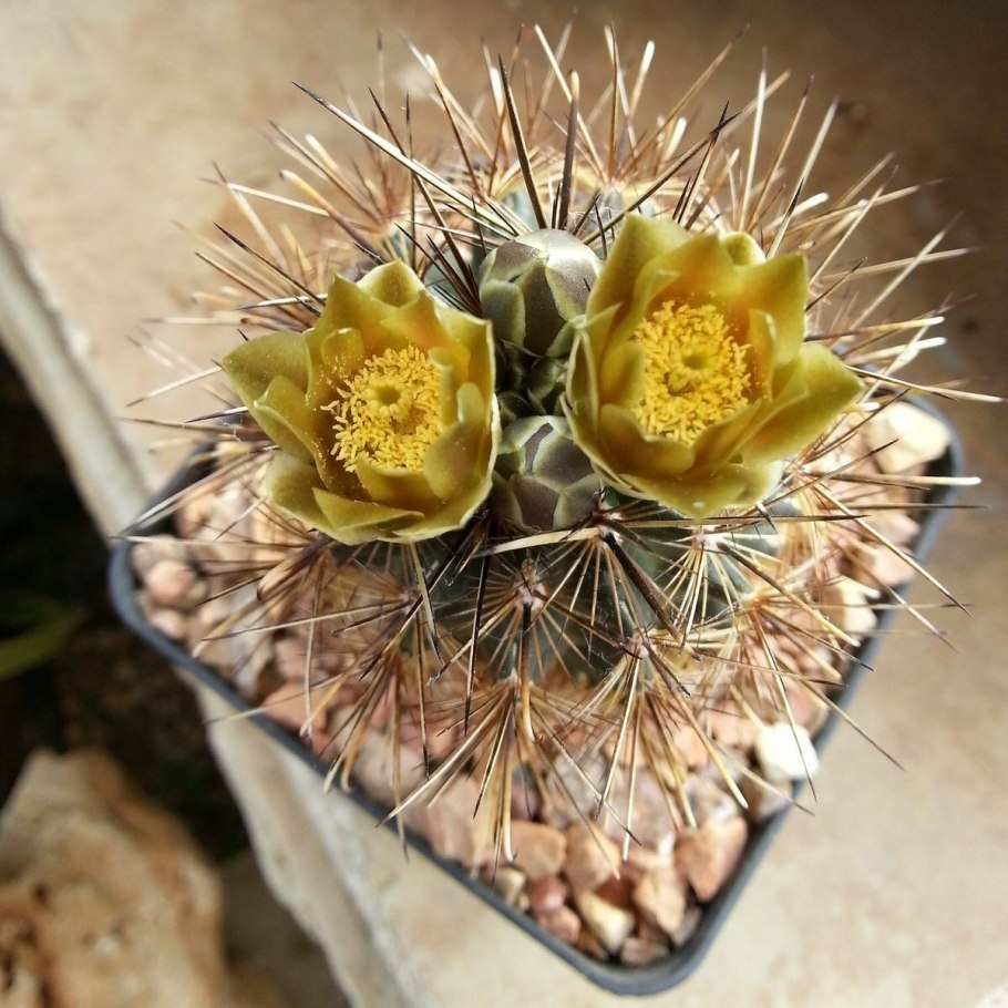 Ancistrocactus brevihamatus