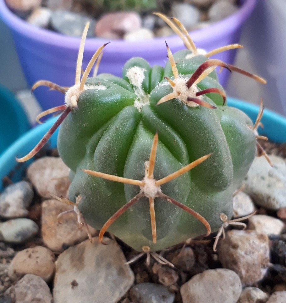 Glandulicactus crassihamatus