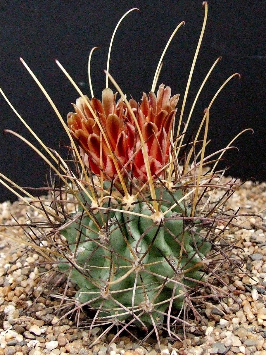 Ancistrocactus brevihamatus SB 317
