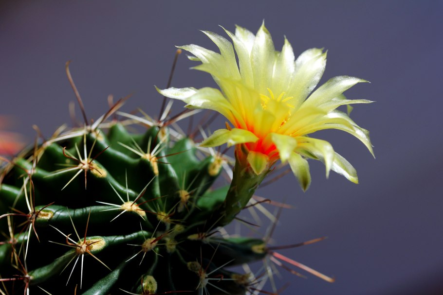 Ancistrocactus brevihamatus