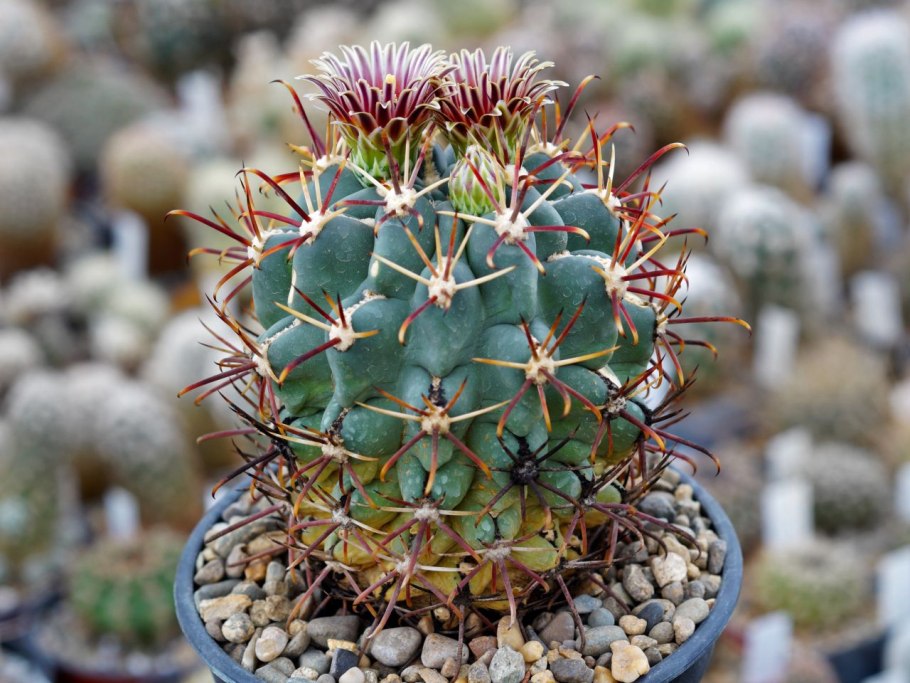Кактус Ancistrocactus
