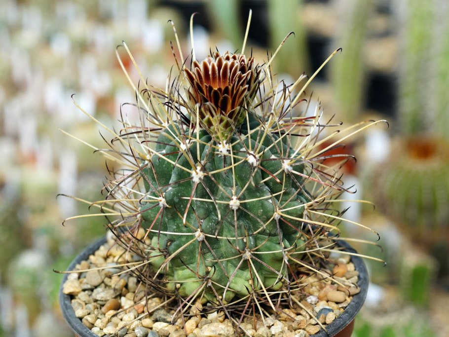 Glandulicactus mathssonii