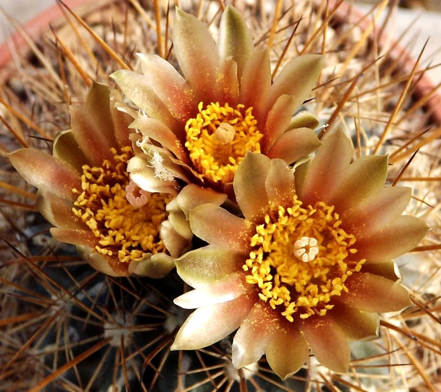 Ancistrocactus brevihamatus