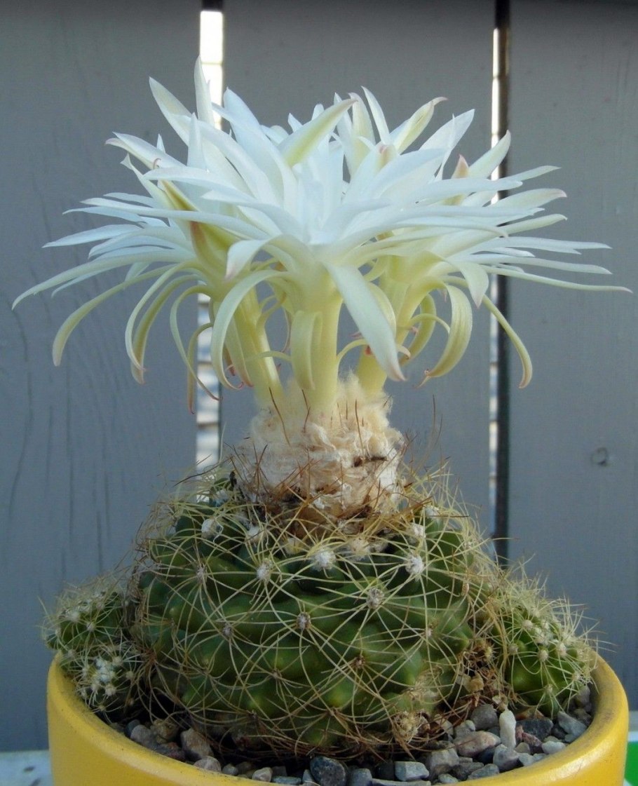 Sclerocactus pubispinus