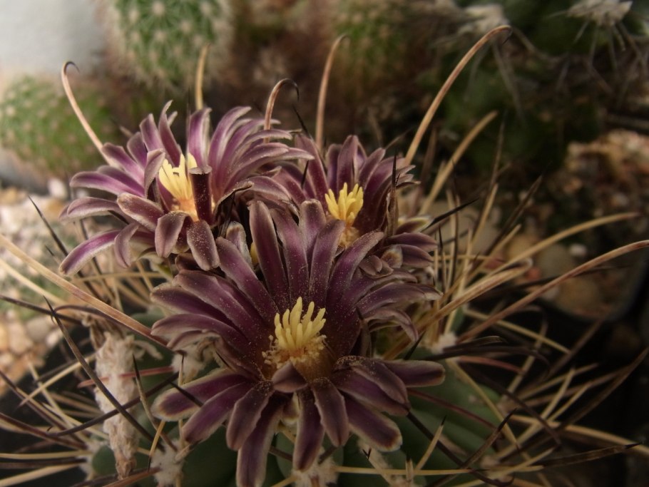 Glandulicactus crassihamatus
