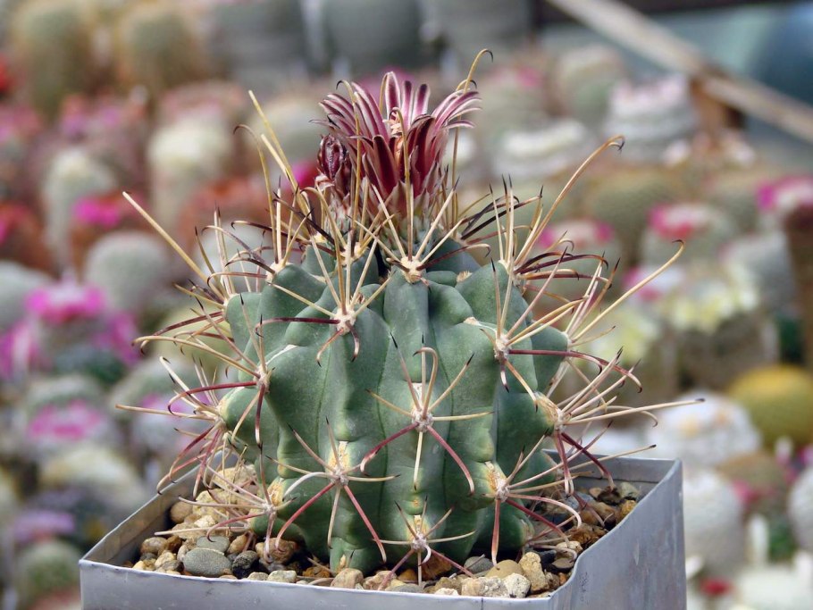 Glandulicactus uncinatus RS 254