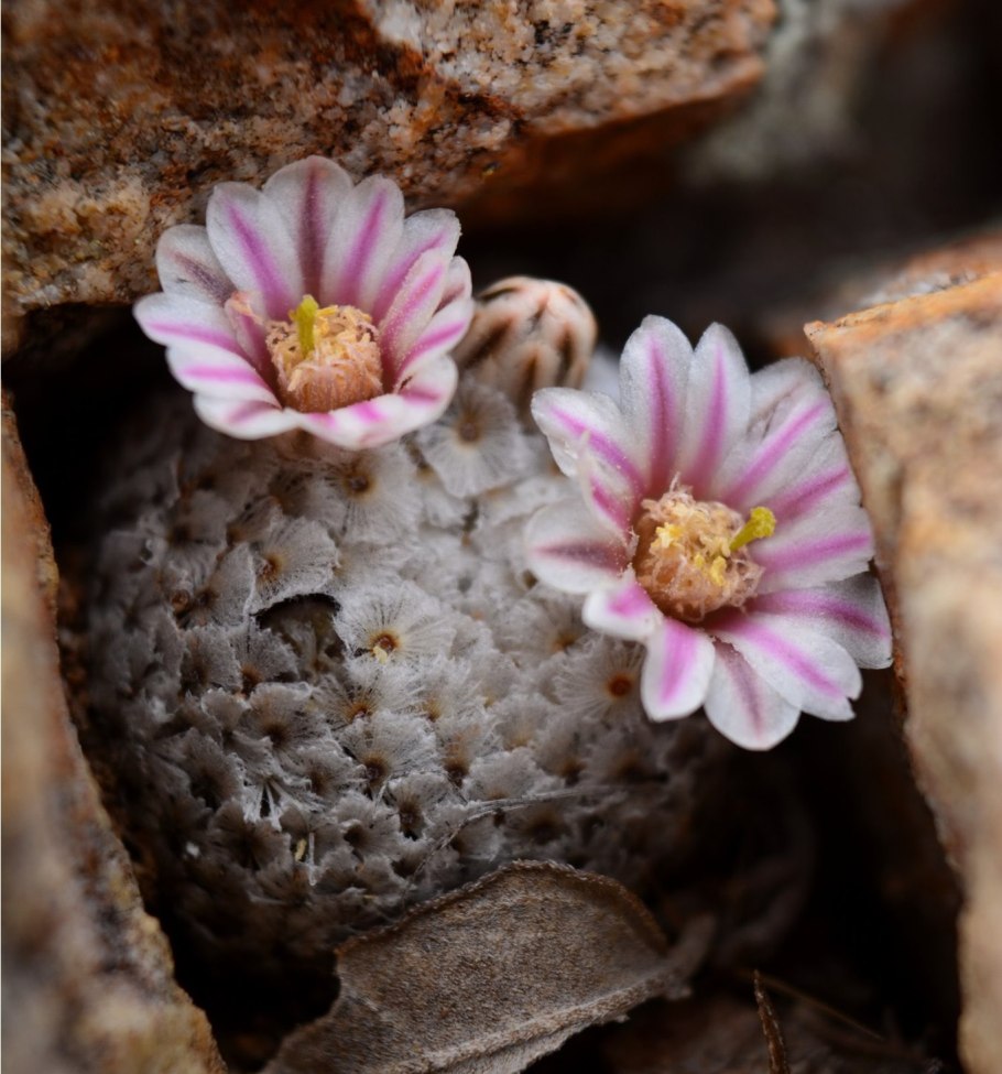 Glandulicactus uncinatus