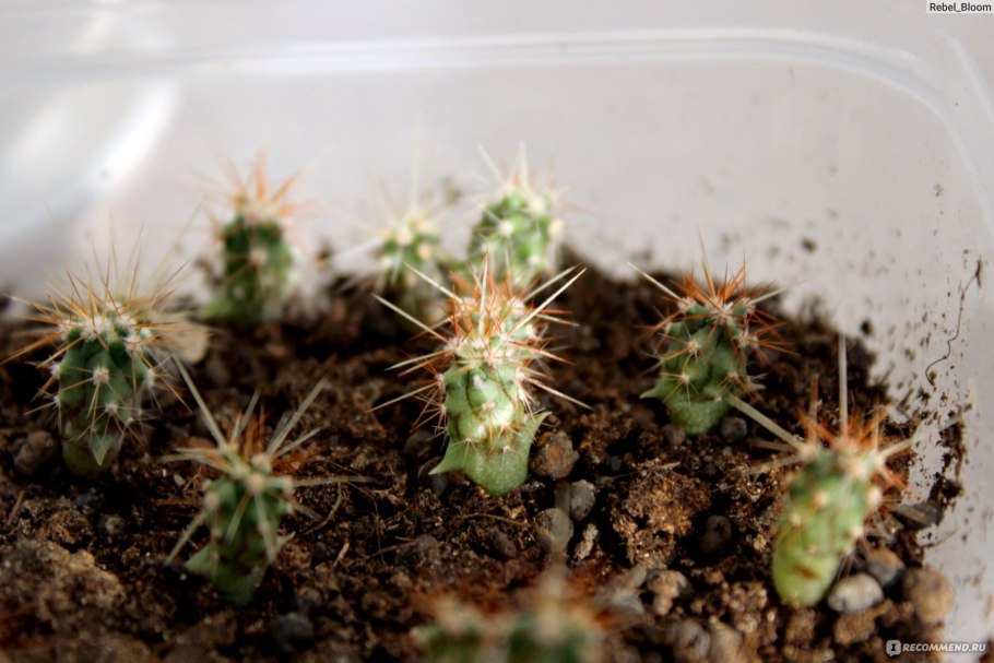 Glandulicactus mathssonii