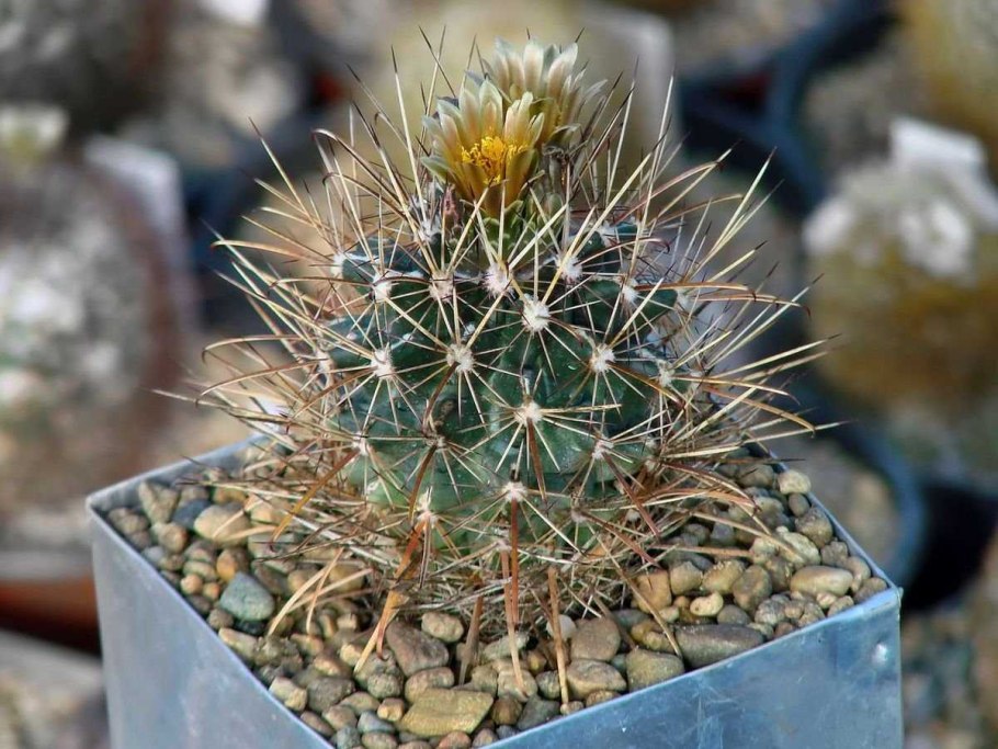 Ancistrocactus brevihamatus