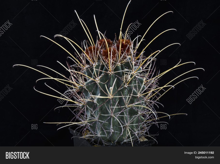 Ariocarpus retusus SB 240