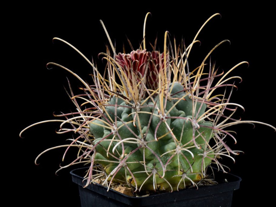 Ancistrocactus megarhizus