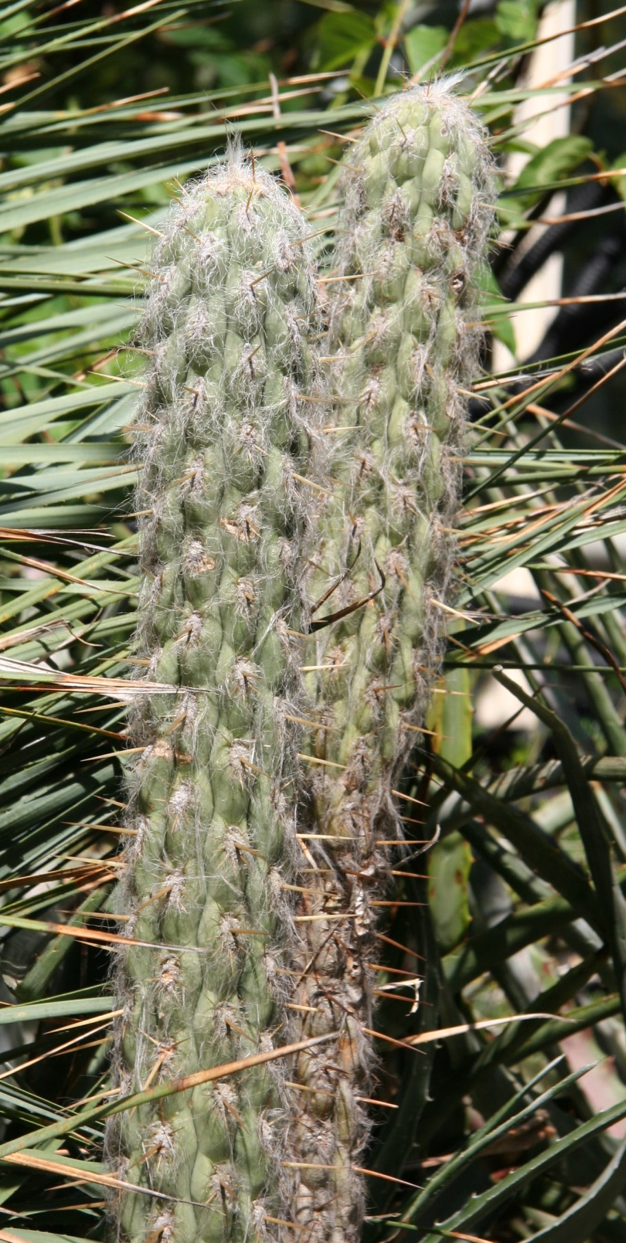 Euphorbia clavigera