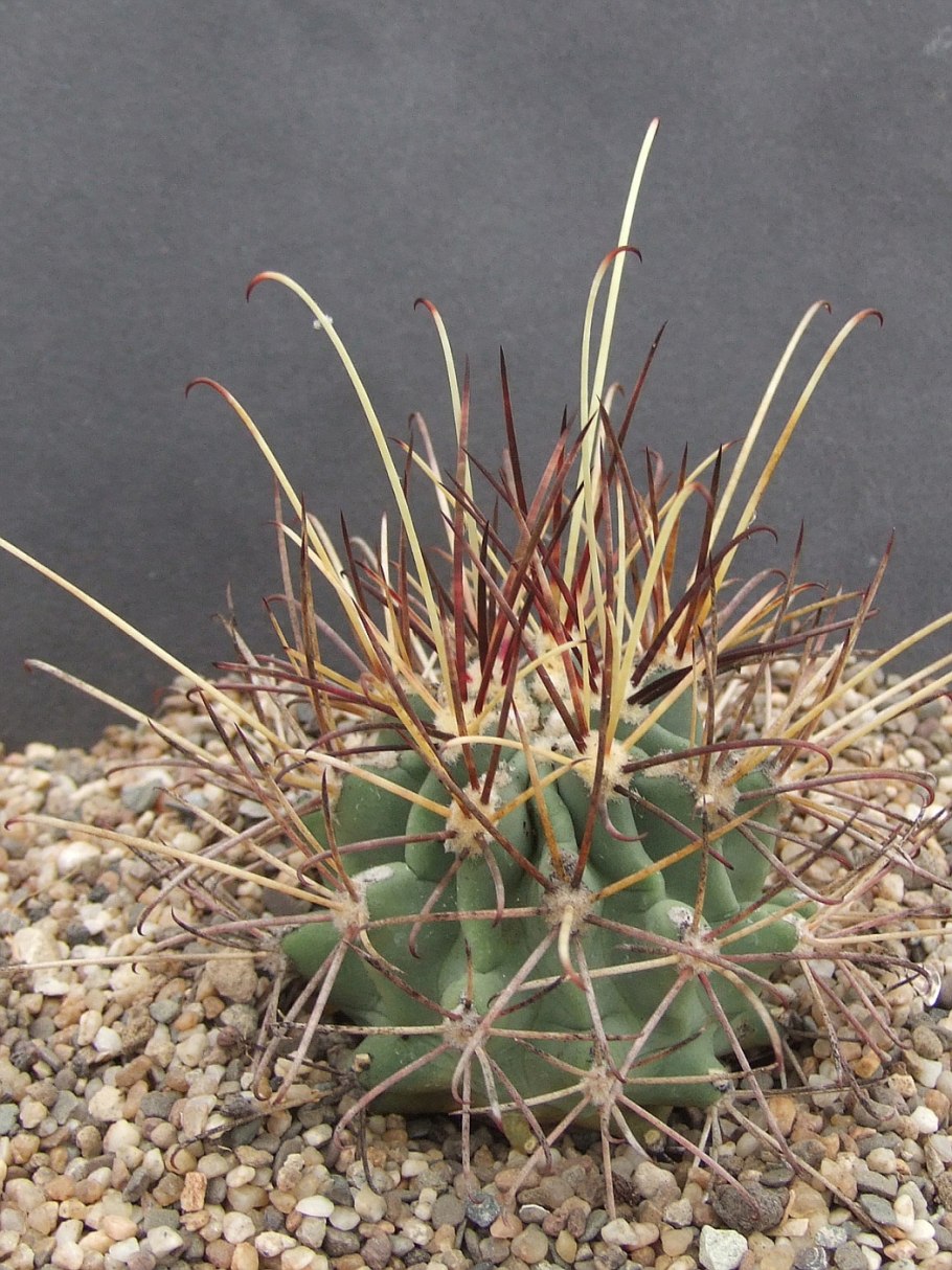 Ancistrocactus tobuschii