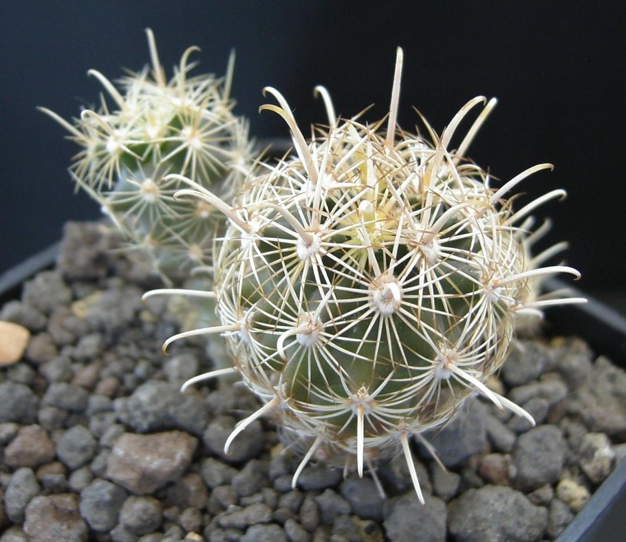 Gymnocactus beguinii