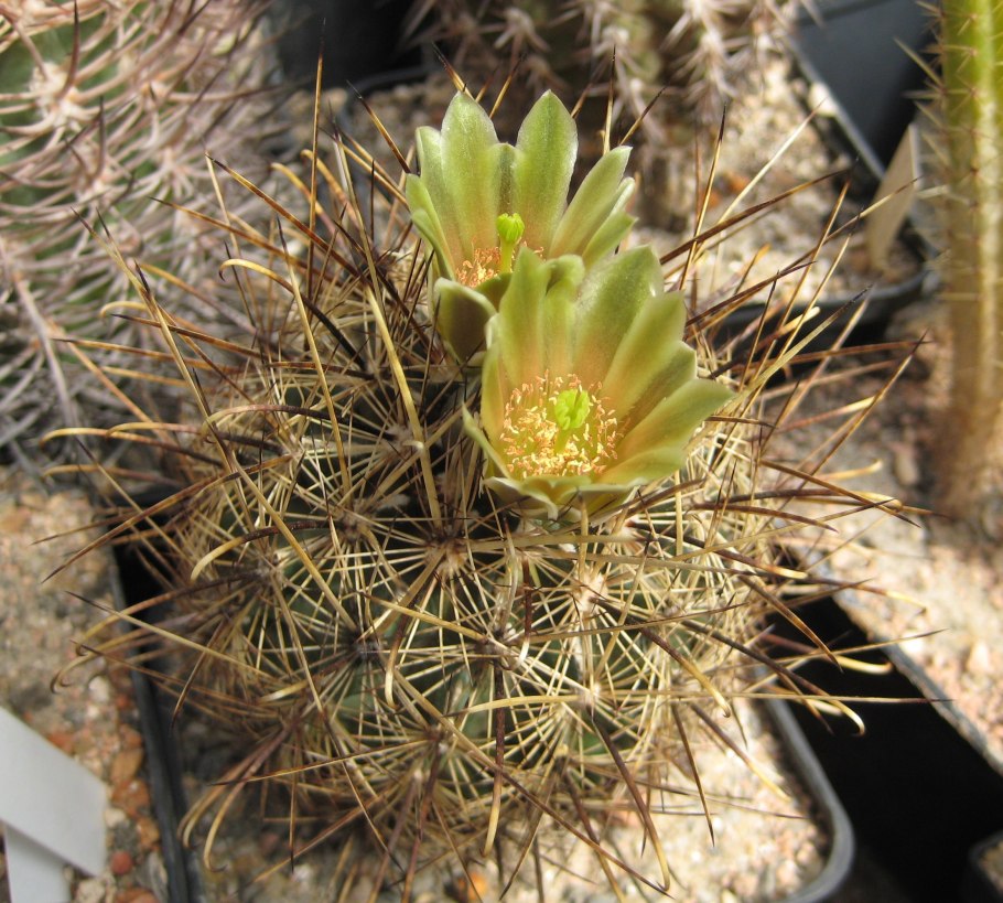 Sclerocactus franklinii