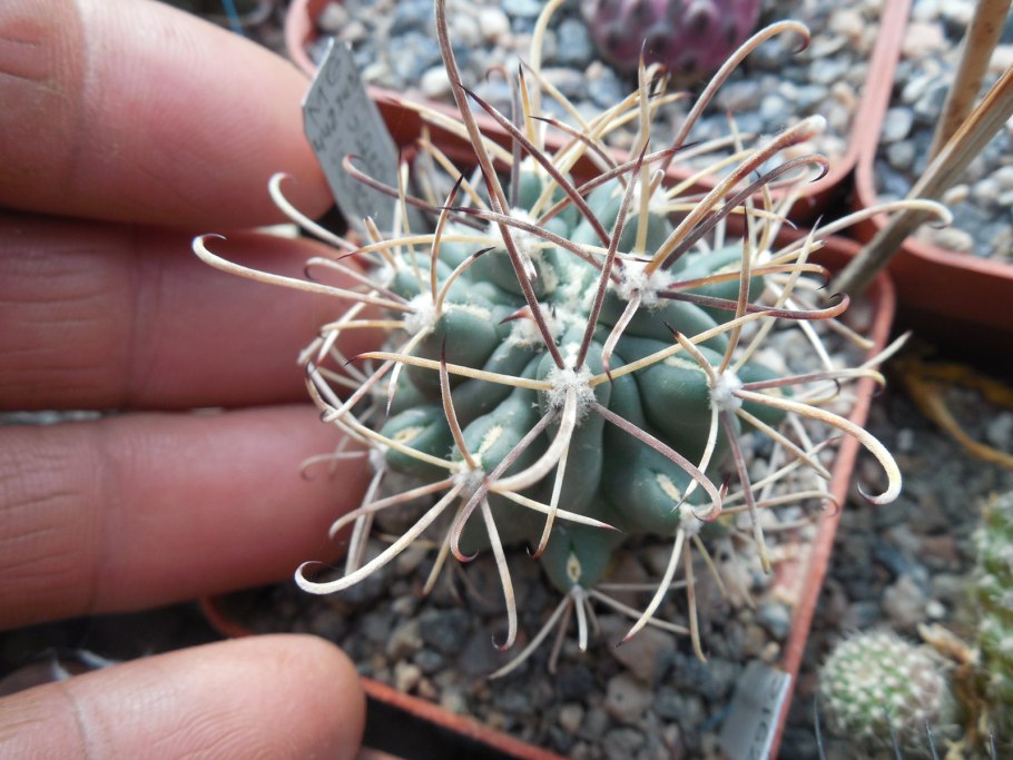 Ancistrocactus brevihamatus
