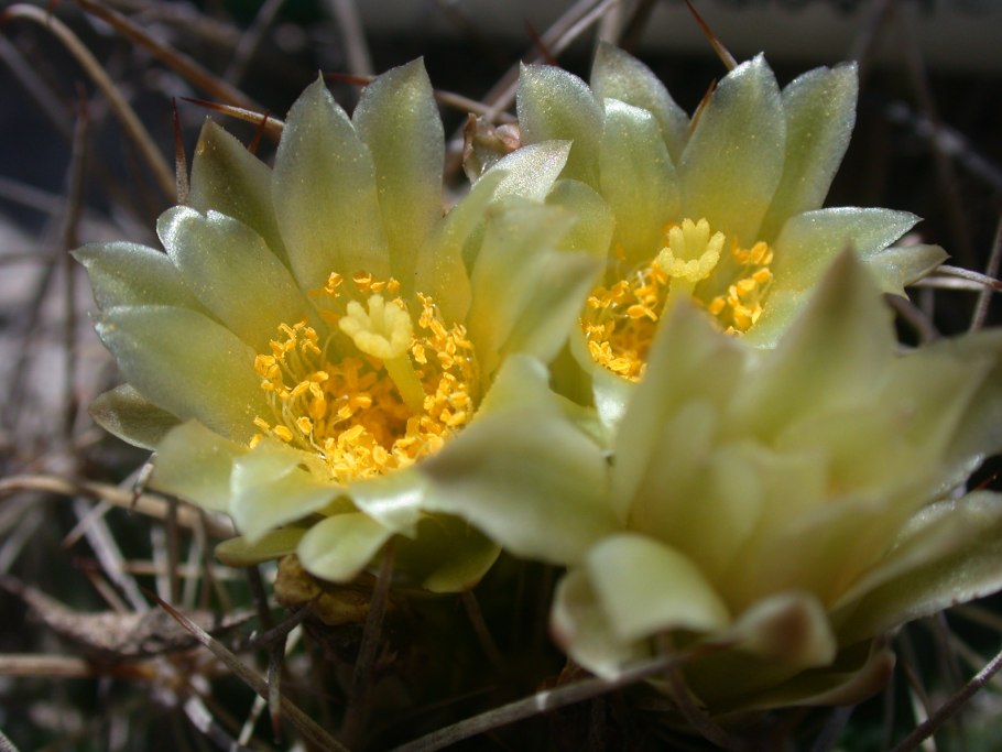 Ancistrocactus tobuschii